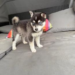 Gorgeous blue eyed female - Black and white female Alaskan Klee Kai puppy in Beverly Hills, Florida from Lucky Charm Klee Kai