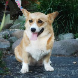 Goldie - Pembroke Welsh Corgi