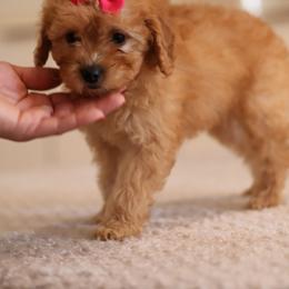 Rosie - Red  female Goldendoodle puppy in Apopka, Florida from Rae Precious Puppies