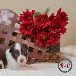Nacho - Red tri male Miniature Australian Shepherd puppy in Buna, Texas from R & C Kennels