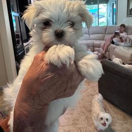 Puppy girl 3 - White female Maltese puppy in Spring Hill, Florida from Cher Chien Maltese