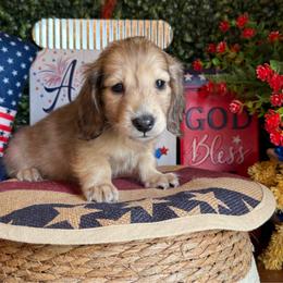 Bubs - Cream male Dachshund puppy in Perryville, Maryland from Heavenly Heritage Dachshunds and Doods