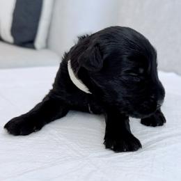Mr Gray - Black male Giant Schnauzer puppy in Wildomar, California from My Angel Schnauzers