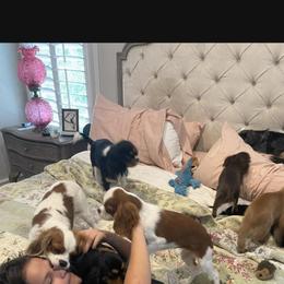 Cavalier King Charles Spaniel Puppies from Stargazer Cavaliers