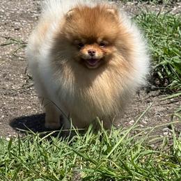 Finn - Pomeranian
