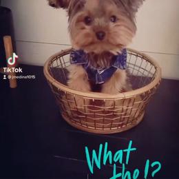 Yorkshire Terrier All Grown Up from Rocketeer Yorkies