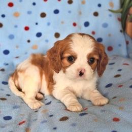 Brody - Blenheim male Cavalier King Charles Spaniel puppy in San Jose, California from Alpine Meadows Cavaliers