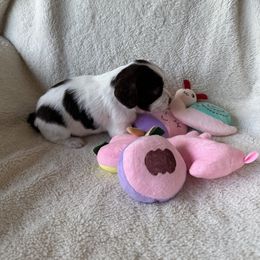 Girl 5 - female Brittany puppy in Maidens, Virginia from Labyrinth Brittanys