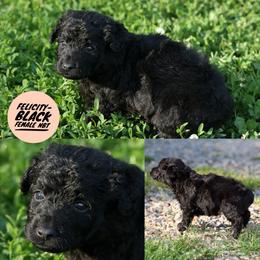 Felicity - Black female Mudi puppy in Gatlinburg, Tennessee from Greenbrier