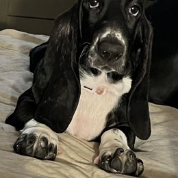 Zoey - Basset Hound