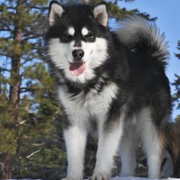Tyson - Alaskan Malamute