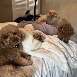 Poodles from Bri’s Toy Poodles