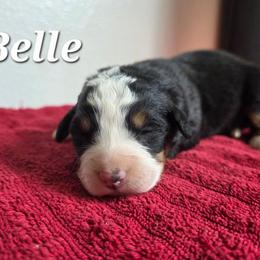 Belle - Black rust and white female Bernese Mountain Dog puppy in Blackfoot, Idaho from Draper Mountain Doodles