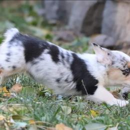 American Corgi Puppies from Diamond Corgis