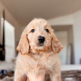 Rachel Green, Girl - Red  female Goldendoodle puppy in Maricopa, Arizona from Desert Ridge Doodles