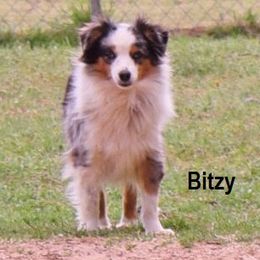Bitzy - Toy Australian Shepherd
