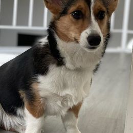 Pembroke Welsh Corgis from Hall Of Fame Corgis