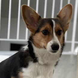 Pembroke Welsh Corgis from Hall Of Fame Corgis