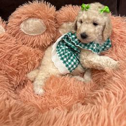 Precious - White female Poodle puppy in Mobile, Alabama from Semmy’s Standard Poodle LLC