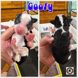 Goofy - male Golden Mountain Doodle puppy in Banner Elk, North Carolina from Walnut Tree Bernedoodles