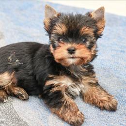 Yorkshire Terrier Puppies from Essence of Grace Yorkies