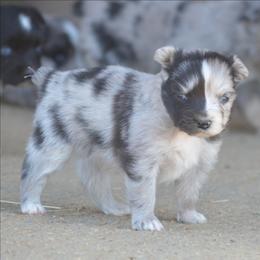 Blue Merle Female - Blue merle female Miniature Australian Shepherd puppy in Louisville, Mississippi from K & K Livestock