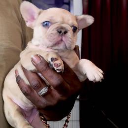 IVORY - Tricolors female French Bulldog puppy in Charlotte, North Carolina from Solid Bulls Kamp LLC