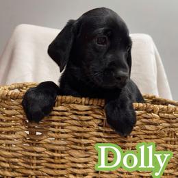 Dolly - Black female Labrador Retriever puppy in Lucasville, Ohio from Backwoods Labradors