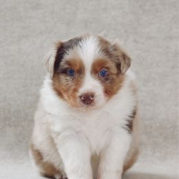 Hickory - Red merle male Australian Shepherd puppy in Aberdeen, North Carolina from Huckleberry Hill Aussies LLC.
