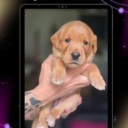 White Collar - Saturn - Yellow female Labrador Retriever puppy in Sumerduck, Virginia from Cedar Mountain Retrievers