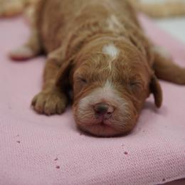 Lady - Cream female Goldendoodle puppy in Lancaster, Pennsylvania from Henriquez Puppies