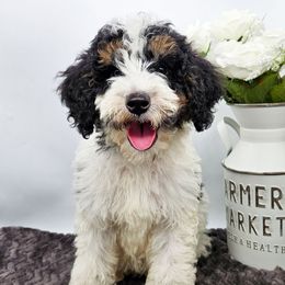 Josh - Black and white male Bernedoodle puppy in Neillsville, Wisconsin from Rose River Farms