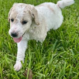 Poodle Puppies from Alysia Saleice Estes
