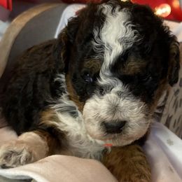 Aussiedoodles and Bernedoodles from GRand Doodles