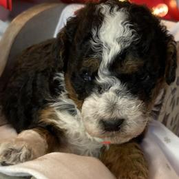 Aussiedoodles and Bernedoodles from GRand Doodles