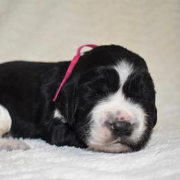 Winn Dixie - Black and white female English Springer Spaniel puppy in Chapmansboro, Tennessee from Balthrop Bend Farms