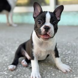 Summit - Black and white male Boston Terrier puppy in Edgewater, Florida from Homegrown Frenchtons