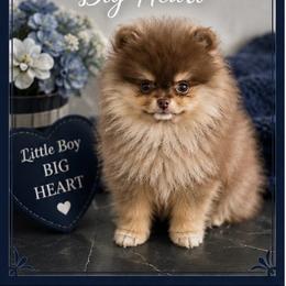 Little Kahlua - Chocolate and tan male Pomeranian puppy in Interlachen, Florida from DK DARLINGS