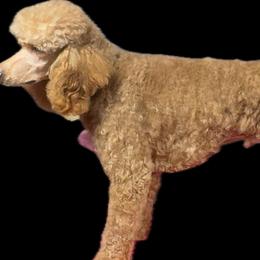 Cupid - Poodle