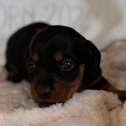 Blanche - Black and tan female Dachshund puppy in Wallingford, Kentucky from Hensley Homestead Dachshunds