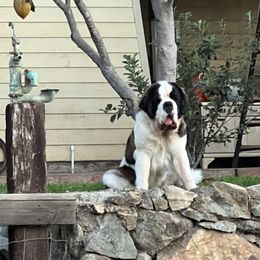 Everest - Saint Bernard
