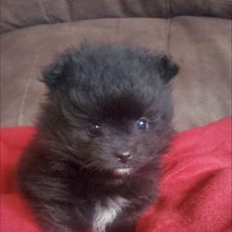 Pomeranian Puppies from Fancy Paws Pomeranian