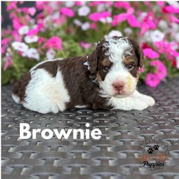 Brownie - Tri-color male Bernedoodle puppy in Heyworth, Illinois from Cobble Creek Puppies