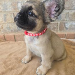 Biscuit - Fawn male French Bulldog puppy in West Haven, Utah from Doxie Trails LLC