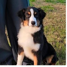 Lilly - Black tri-color female Australian Shepherd puppy in Waddell, Arizona from Winsome Aussies