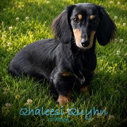 Qhaleesi - Dachshund