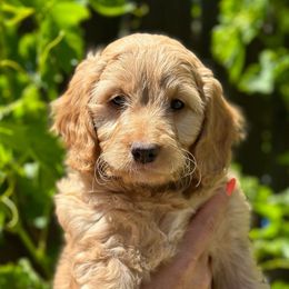 BRENE - Apricot Goldendoodle puppy in Atascadero, California from Daring to Dream Doodles
