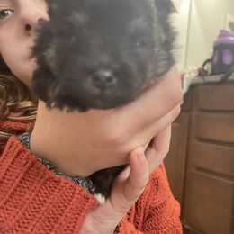 Pomeranian Puppies from SantaAnna Pomeranians