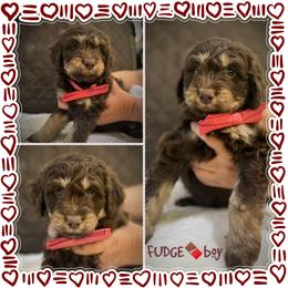 FUDGE - Brown and white male Aussiedoodle puppy in Houston, Texas from Jomelkin Furry Pals