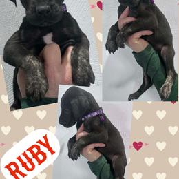 Ruby - Black female Great Dane puppy in Wellsville, New York from Prophecy Danes